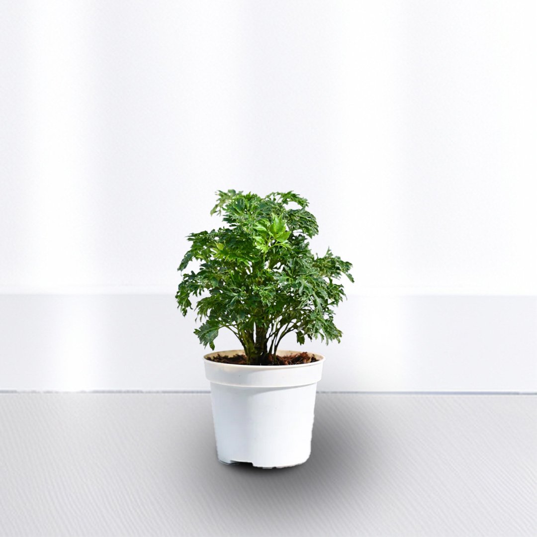 Aralia Green